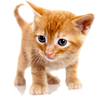Cat.png