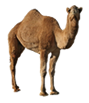 Camel.png