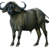 Buffalo.png
