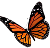 Butterfly.png