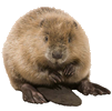 Beaver.png