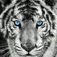 عکس-ببر-1-200x200.jpg