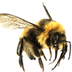 Bee.png