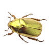 Beetle.png