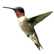 Bird.png