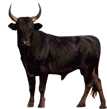 Bull.png