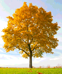 Tree seasons animated gif by lilipilyspirit by lilipilyspirit-d5bezda.gif