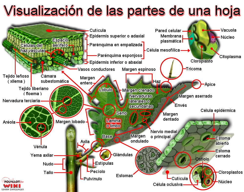 Partes de una hoja para una mejor comprensión.jpg