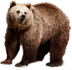Bear.png