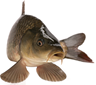 Carp.png