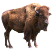 Bison.png