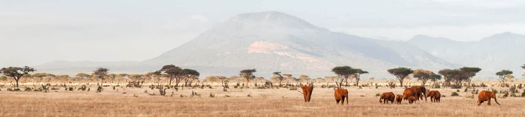 Kenya-Timeline-PolyglotClub.jpg
