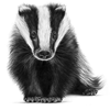 Badger.png