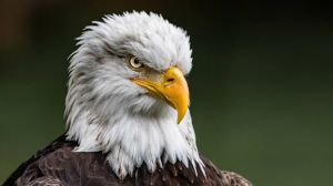Eagle.jpg