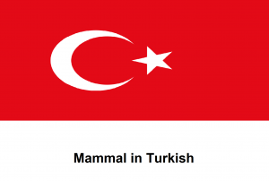 Mammal in Turkish