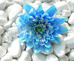 عکس-گل-قشنگ-و-زیبا-4.jpg