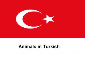 Animals in Turkish