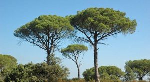 Trees-vocabulary2-french-polyglotclub-wiki.jpg
