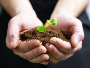 Plants-russian-polyglotclub.jpg