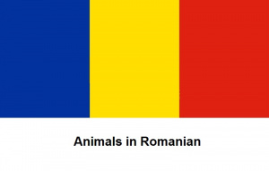 Animals in Romanian