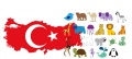 Hayvanlar.jpg