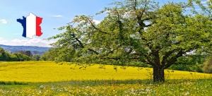 Arbres.jpg
