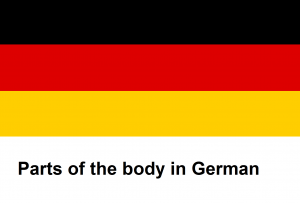 Parts of the body in German