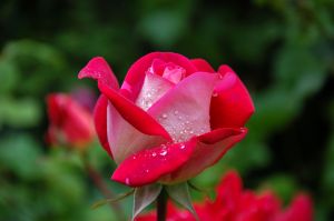 Rose flowers in turkish polyglotclub.jpg