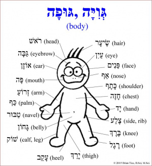 Body-parts-hebrew-polyglotclub.jpg