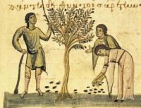 Fruits