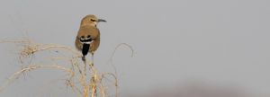 Birds-iranian-polyglotclub.jpg