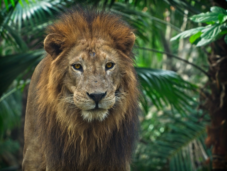 File:Lion.jpg
